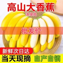 云南香蕉威廉斯现摘自然熟大香蕉当季水果新鲜包邮批发次日