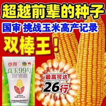 登海良玉99国审高产玉米种籽抗锈矮杆抗旱红轴玉米种子苞米耐高温