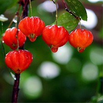 水果树苗巴西红果仔吉祥灯笼果苗庭院阳台盆栽果实如红灯笼高高挂