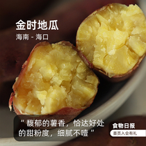 食物日报 鸣门金时地瓜日本板栗薯日引品种香甜粉面板栗口感红薯