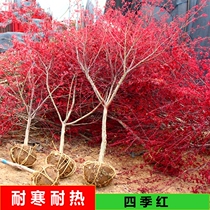 四季红枫树苗盆栽日本红舞姬庭院黄金枫美国红火焰树庭院室外盆景
