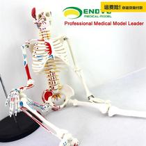.ENOVO颐诺医学85CM人体骨骼模型神经肌肉起止点骨架瑜伽教学脊
