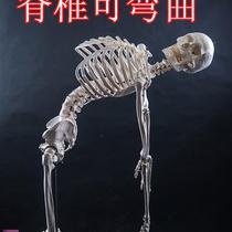 !厂家直销美术艺用医用最标准的170cm人体大骨骼模型骷髅骨架标