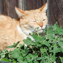 猫薄荷草盆栽 薄荷苗 逗猫植物猫草苗 猫咪零食 阳台幼苗四季种孑
