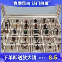 科学实验室教幼动物标本树脂昆虫标本真虫蝎子蜘蛛收纳盒礼盒包装