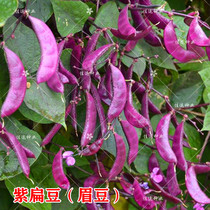 紫扁豆种子 紫眉豆种籽 红扁豆紫荷兰豆籽阳台庭院蔬菜种子免运费