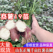 红薯苗种秧苗商薯19叶苗白心板栗地瓜种植种子打粉高产淀粉番薯种