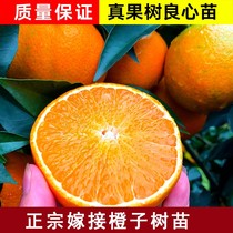 橙子树苖南方北方种植特大嫁接江西赣南脐橙橙子苖盆栽当年结果