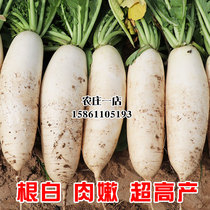 九斤王白萝卜萝卜籽大萝卜水果籽种水萝卜种子种籽大全蔬菜子种孑