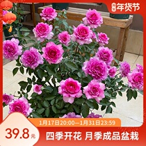 惠惠的花园灌木勤花月季花苗天方夜谭浓香型观花卉盆栽绿植玫瑰