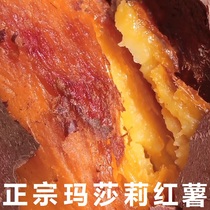 高端红薯日本玛莎莉地瓜软糯香甜细腻无丝新鲜蜜薯精选中果5斤装