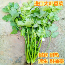 大叶香菜种子芫荽种子四季蔬菜种子大面积种植庭院阳台高产包邮