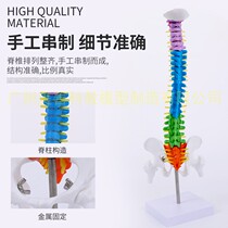 45CM人体脊柱模型解剖正骨练习手法人体脊椎骨骼模型彩色分段模型