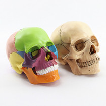 彩色原色头骨模型可拆分15部件头颅骨模型医用医美牙科教学用具
