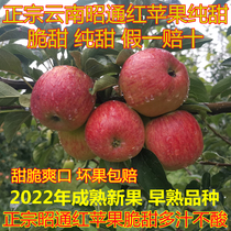云南昭通红苹果纯甜新鲜水果应季现摘当季孕妇10斤水果整箱包邮