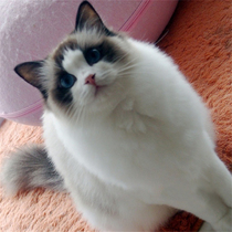 布偶猫活体重点色宠物猫咪双色蓝眼纯种海豹布偶猫幼猫蓝双血统p