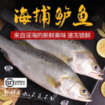 新鲜海鲈鱼开背冷冻大鲈鱼鲜活商用七星清蒸鲈鱼纸包鱼5斤5条