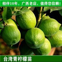 广西香水柠檬树苗嫁接果树苗台湾四季青柠檬苗皮薄多汁绿植盆栽