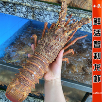 鲜活智利龙虾海鲜水产进口新鲜超大龙虾澳洲龙虾澳龙波龙1.5斤1只