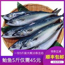 新鲜鲐鲅鱼 整条海鲜活冷冻 5斤青占鱼燕鱼青花鱼生鲜食材
