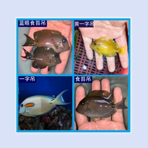 黄一字吊 蓝眼食苔吊 海水宠物鱼 观赏鱼 海洋生物活体鱼  倒吊鱼