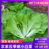 重庆农家自种新鲜小白菜素5斤叶菜类蔬菜现割时令蔬菜青菜奶油菜
