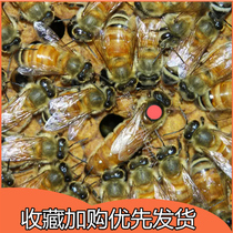 澳意蜂蜂王种王产卵王澳大利亚意蜂种王控制交配