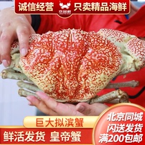 鲜活皇帝蟹 北京现货海鲜闪送巨大拟滨蟹特大螃蟹 帝王蟹