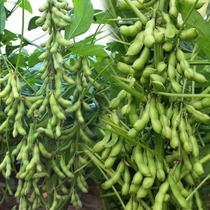 五谷杂粮高产青食毛豆小粒黑豆红小豆绿宝蚕豆种子黄豆籽春季种孑