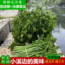 广西桂林特产无污染当天采摘水蕨菜新鲜农家野菜青蕨非山蕨龙爪菜