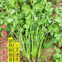 四季大叶香菜种子速生芫荽种籽耐热抽苔春夏秋季阳台盆栽蔬菜种子