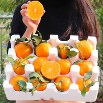 李子姐的爱媛38号果冻橙8斤大果红美人当季新鲜水果四川特产整箱