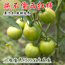 贼不偷绿番茄种子秧苗东北绿色西红柿种籽四季水果蔬菜沙瓤青柿子