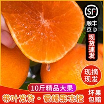 顺丰包邮现摘爱媛38号10斤大果冻橙四川丹棱应季新鲜水果橙子整箱