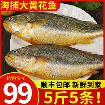 5斤5条新鲜大黄花鱼大黄鱼小黄鱼冷冻生鲜海鲜水产深海鱼鲞生整箱