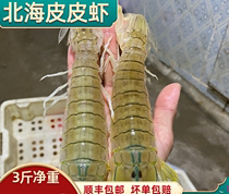 北海皮皮虾鲜活包邮蒸熟即食海鲜水产海虾琵琶虾爬子新鲜小濑尿虾