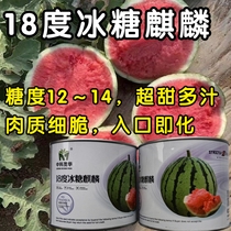 超甜18度冰糖麒麟西瓜种子超8424甜脆多汁耐裂薄皮圆西瓜种子籽孑