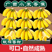 广西小米蕉新鲜香蕉10斤自然熟当季水果小香芭蕉整箱包邮软糯香甜
