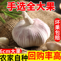 【大个头】河南大蒜头干蒜5斤农家大蒜蒜头种籽紫皮白皮3斤/10斤