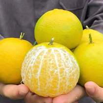 现摘现发广西武鸣皇帝柑应季新鲜孕妇水果3/5/9斤产地甜柑橘