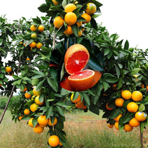 果树苗 橙子树苗盆栽地栽橙子树苗南方北方种植当年结果包活