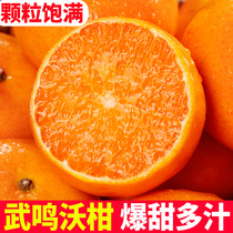 广西武鸣沃柑10斤新鲜水果沙糖蜜橘砂糖柑橘桔子当季丑整箱大橘子