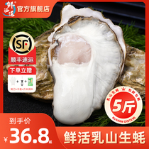 鲜海道鲜活乳山生蚝海蛎子特大海鲜牡蛎肉5斤带箱水产鲜活10批发