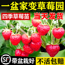 奶油草莓苗盆栽种籽子带盆带土红颜四季结果可食用阳台种植新秧苗