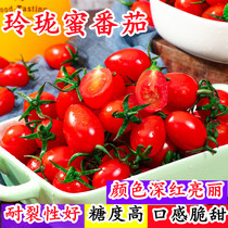 小番茄种子生吃超甜釜山88小柿子高产脆甜小红玲珑蜜千禧圣女果籽