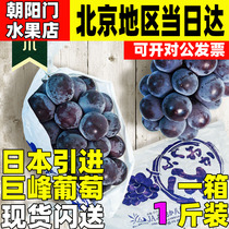 冈山巨峰葡萄猫眼紫黑提品种Pione酸甜多汁酒香酸甜果冻感1串500g