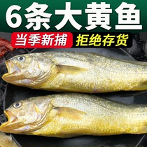 4斤大黄鱼新鲜冷冻鲜活黄花鱼深海生鲜黄鱼海鲜水产非黄鱼鲞大
