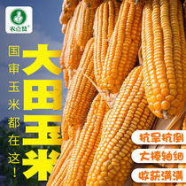 郑单958玉米种子国审正品饲料杂交种籽大田高产量传统老玉米种孑