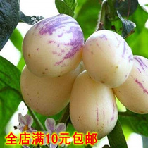 果蔬适合特色寿果水果人参果L人参果种子保健养生种。长南北