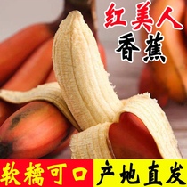 广西红美人香蕉9斤装新鲜当季水果现摘芭蕉小米蕉红香焦整箱包邮